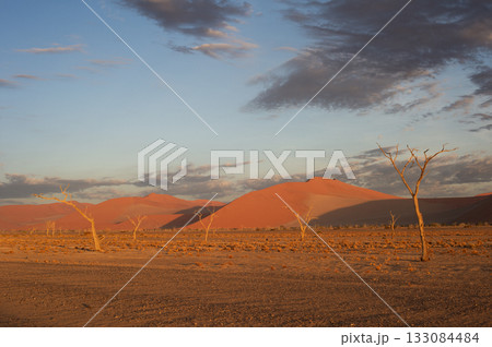 desert trees dunes. Sossusvlei, Namibia 133084484