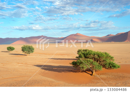 desert trees dunes. Sossusvlei, Namibia 133084486