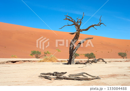 Ancient trees Deadvlei Sossusvlei, Namibia 133084488