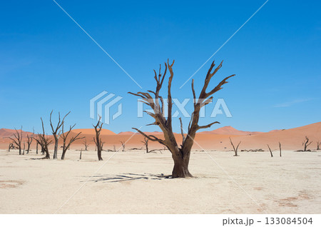 Ancient trees Deadvlei Sossusvlei, Namibia 133084504