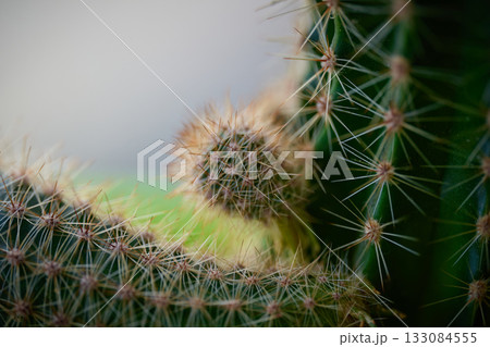 Detailed look at spines and growth on cactus plant Detailed look at spines and growth on cactus plant 133084555