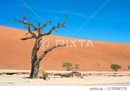 Ancient trees Deadvlei Sossusvlei, Namibia Ancient trees Deadvlei Sossusvlei, Namibia 133084578