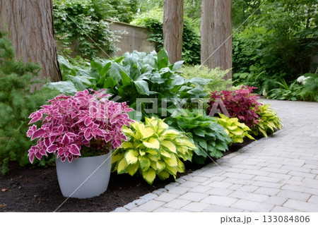 Lush garden landscaping featuring vibrant coleus and hosta plants 133084806