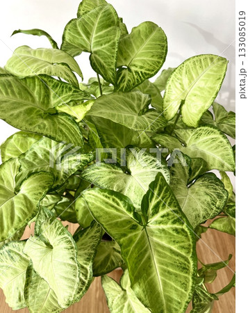 A photo of a lush, healthy Syngonium Podophyllum White Butterfly pot plant, with green, arrow shaped leaves 133085019