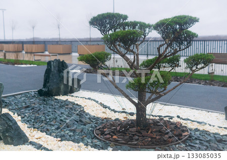 newly planted bonsai tree on the embankment 133085035