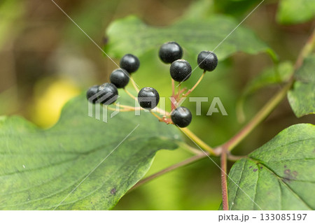 Closeup of Wild Berries Growing in Alpine Nature 133085197