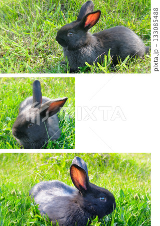 Three Views of a Small Dark Bunny in a Bright Spring Meadow. 133085488