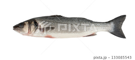 European seabass or Dicentrarchus labrax, whole raw labrax, branzino fish, European bass European seabass or Dicentrarchus labrax, whole raw labrax, branzino fish, European bass 133085543