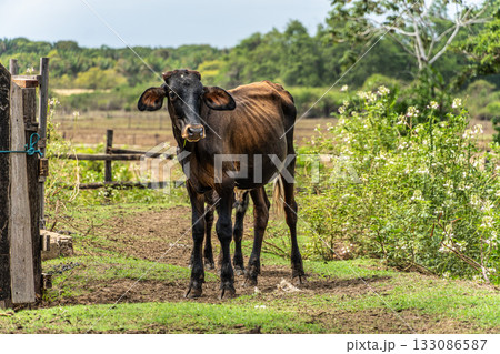 Wild Water Buffalo at Soure on Marajo Island in Brazil 133086587