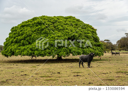 Water Buffalos and big trees at a rural property called Fazenda at Soure in Marajo Island, Brazil. 133086594