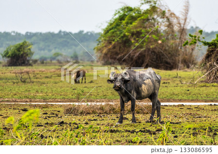 Water Buffalos at a rural property called Fazenda at Soure in Marajo Island, Brazil. Water Buffalos at a rural property called Fazenda at Soure in Marajo Island, Brazil. 133086595