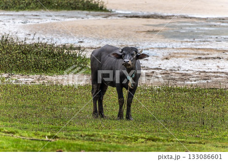 Water Buffalos at a rural property called Fazenda at Soure in Marajo Island, Brazil. Water Buffalos at a rural property called Fazenda at Soure in Marajo Island, Brazil. 133086601
