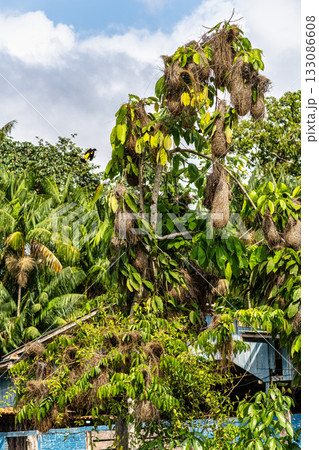 Hanging nests of the Black-necked weaver or Ploceus nigricollis on tree branches at Belem do Para in Brazil 133086608