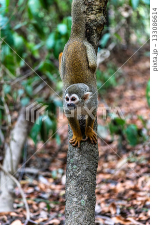 Guianan squirrel monkey, Saimiri sciureus at the sloth path on the Jari Canal at Alter do Chao, Santarem, Para, Brazil Guianan squirrel monkey, Saimiri sciureus at the sloth path on the Jari Canal at Alter do Chao, Santarem, Para, Brazil 133086614