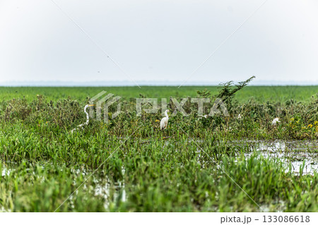 Great egret, Ardea alba at the Jari Canal at Alter do Chao, Santarem District, Para State, Brazil. 133086618
