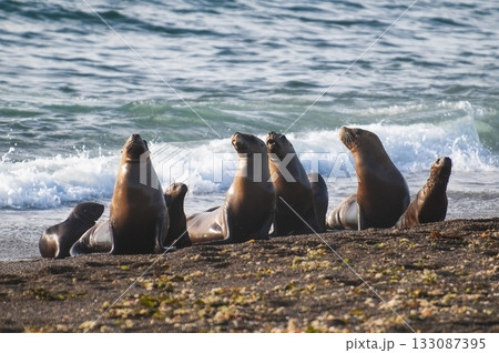 South American  Sea Lion (Otaria flavescens) Female,Peninsula Valdes ,Chubut,Patagonia, Argentina 133087395