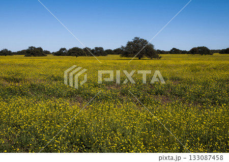 Flowered field in the Pampas Plain, La Pampa Province, Patagonia, Argentina. 133087458