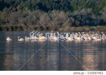 Flamingoes at dawn pastel colors in middle of water pond Biguglia in Corsica near Bastia Tall grasses on the background 133087461