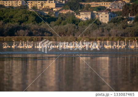 Flamingoes at dawn pastel colors in middle of water pond Biguglia in Corsica near Bastia Tall grasses on the background 133087465