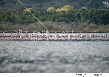 Flamingoes at dawn pastel colors in middle of water pond Biguglia in Corsica near Bastia Tall grasses on the background 133087488