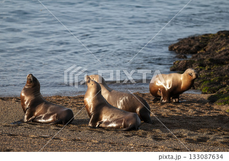 South American  Sea Lion (Otaria flavescens) Female,Peninsula Valdes ,Chubut,Patagonia, Argentina 133087634