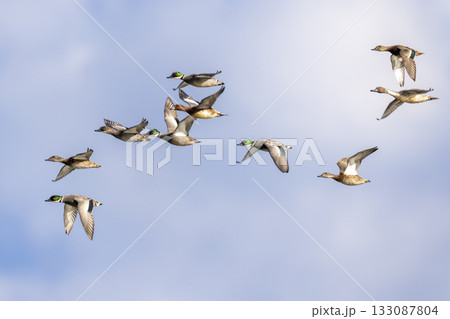 飛翔するヨシガモの群れ 飛翔するヨシガモの群れ 133087804