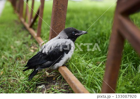 Black bird on rail seems prepared for immediate takeoff 133087920