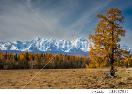 Golden autumn landscape with snow capped mountains and a lone tree in a vast field Golden autumn landscape with snow capped mountains and a lone tree in a vast field 133087935