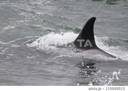 Killer whale hunting sea lions on the paragonian coast,  133088013