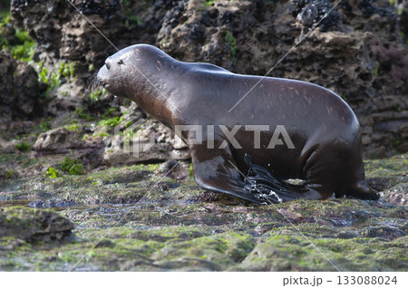 Sea Lion baby, Peninsula Valdes, Sea Lion baby, Peninsula Valdes, 133088024