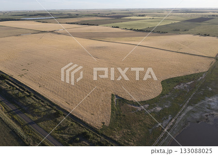 Wheat field ready to harvest, in the Pampas plain, La Pampa, Argentina. 133088025