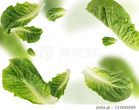Romaine lettuce salad leaves isolated. Cos green leaves, fresh romain salat, raw romaine cabbage Romaine lettuce salad leaves isolated. Cos green leaves, fresh romain salat, raw romaine cabbage 133088089