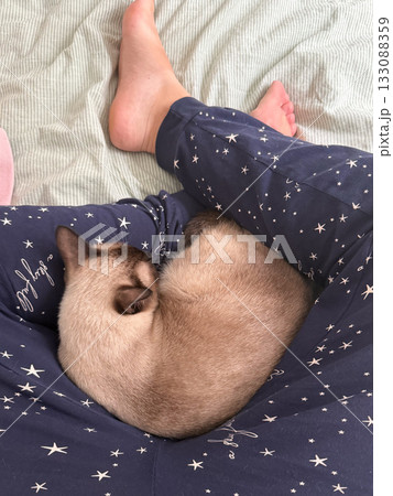 Siamese cat sleeping on owner lap at home top view. Relaxation, affection, and calm connection between pet and human in cozy space. 133088359