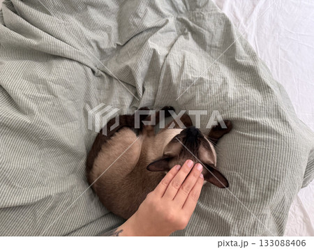 Hand stroking siamese cat lying on green blanket. Love, tenderness, and emotional bond between human and domestic pet. Hand stroking siamese cat lying on green blanket. Love, tenderness, and emotional bond between human and domestic pet. 133088406