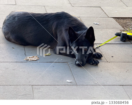 Black german shepherd lying on pavement with leash. Guard, alertness, and patient waiting in everyday city environment. 133088456