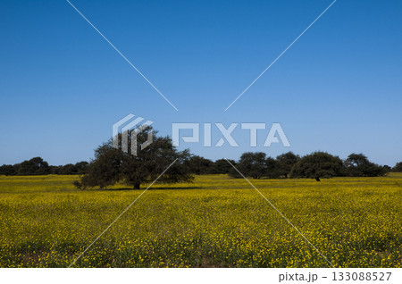 Flowered field in the Pampas Plain, La Pampa Province, Patagonia, Argentina. 133088527