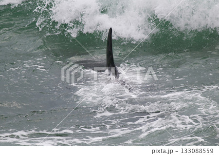 Killer whale hunting sea lions Killer whale hunting sea lions 133088559