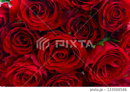 Crimson red rose flowers Crimson red rose flowers 133088586