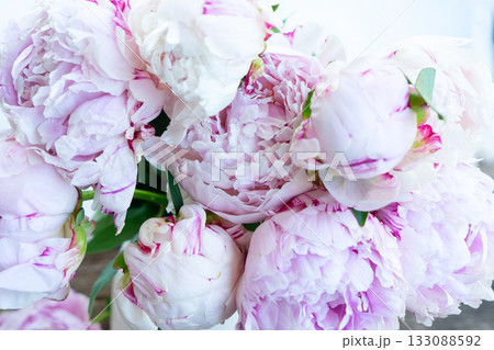 Fresh peonies flowers Fresh peonies flowers 133088592