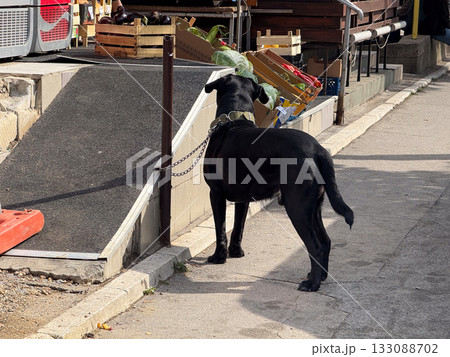 Black dog standing near market ramp in sunlight. Everyday urban life, animal waiting scene, and calm outdoor city moment. Black dog standing near market ramp in sunlight. Everyday urban life, animal waiting scene, and calm outdoor city moment. 133088702