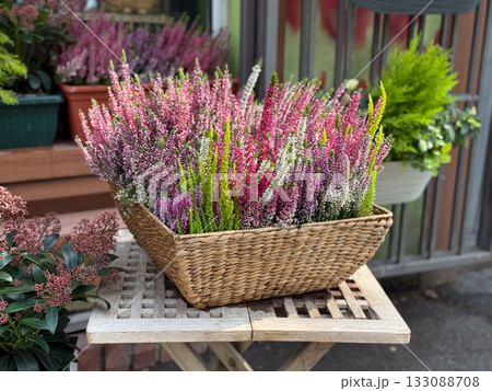 Wicker basket filled with colorful heather flowers on table. Autumn decoration, cozy outdoor floral arrangement, and rustic natural charm. 133088708