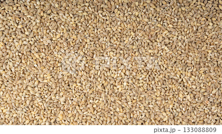 Pearl barley grains. Raw peeled cereal pile texture, organic pearl barley Pearl barley grains. Raw peeled cereal pile texture, organic pearl barley 133088809
