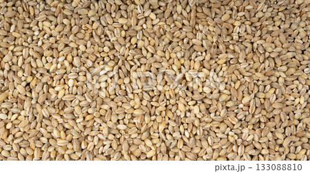 Pearl barley grains. Raw peeled cereal pile texture, organic pearl barley 133088810