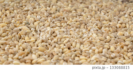 Pearl barley grains. Raw peeled cereal pile texture, organic pearl barley 133088815