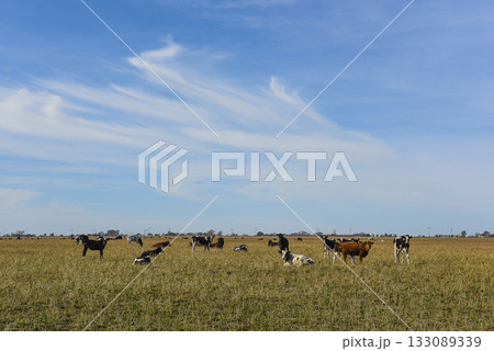 Cows grazing in the field 133089339
