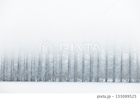 冬の防風林 冬の防風林 133089525