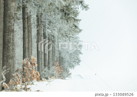 冬の防風林 133089526