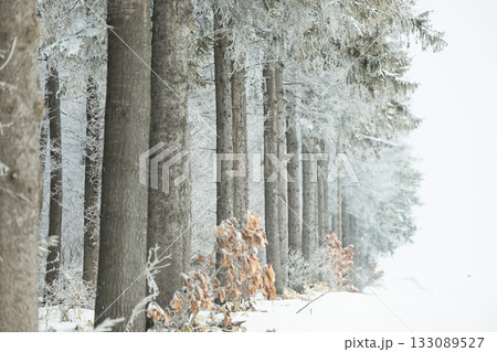 冬の防風林 133089527