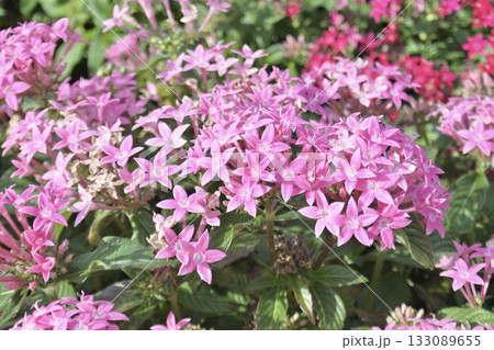 ペンタス③ ペンタス③ 133089655