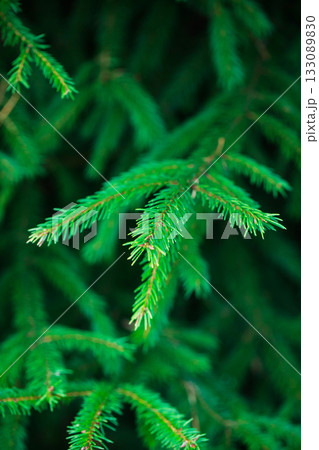 Fresh green young branches of spruce as a background Fresh green young branches of spruce as a background 133089830